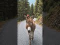 awwww# donkey#fun
