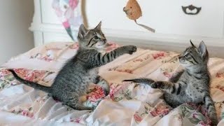 Cute kittens playing |  best compilation