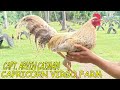 Nice Farm Capt. Arvin Caiman - CAPRICORN VIRGO FARM