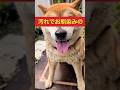 ワンポイントでオシャレ汚れる？#柴犬 #柴犬さん #柴犬レオ #柴犬大好き