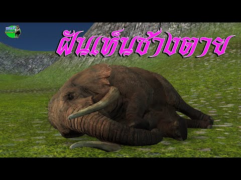 วีดีโอ: ฝันเห็นช้างตายหมายความว่าอย่างไร?