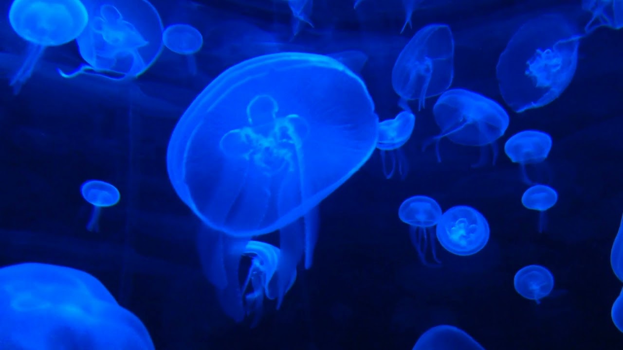 Meditation video | Nature at its Best | Relaxing video | Eye relaxing Blue light effect