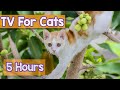 Relaxing tv for cats with anxiety deep entertaining tv for anxious and stressed cats