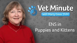 Early Neurological Stimulation for Puppies and Kittens