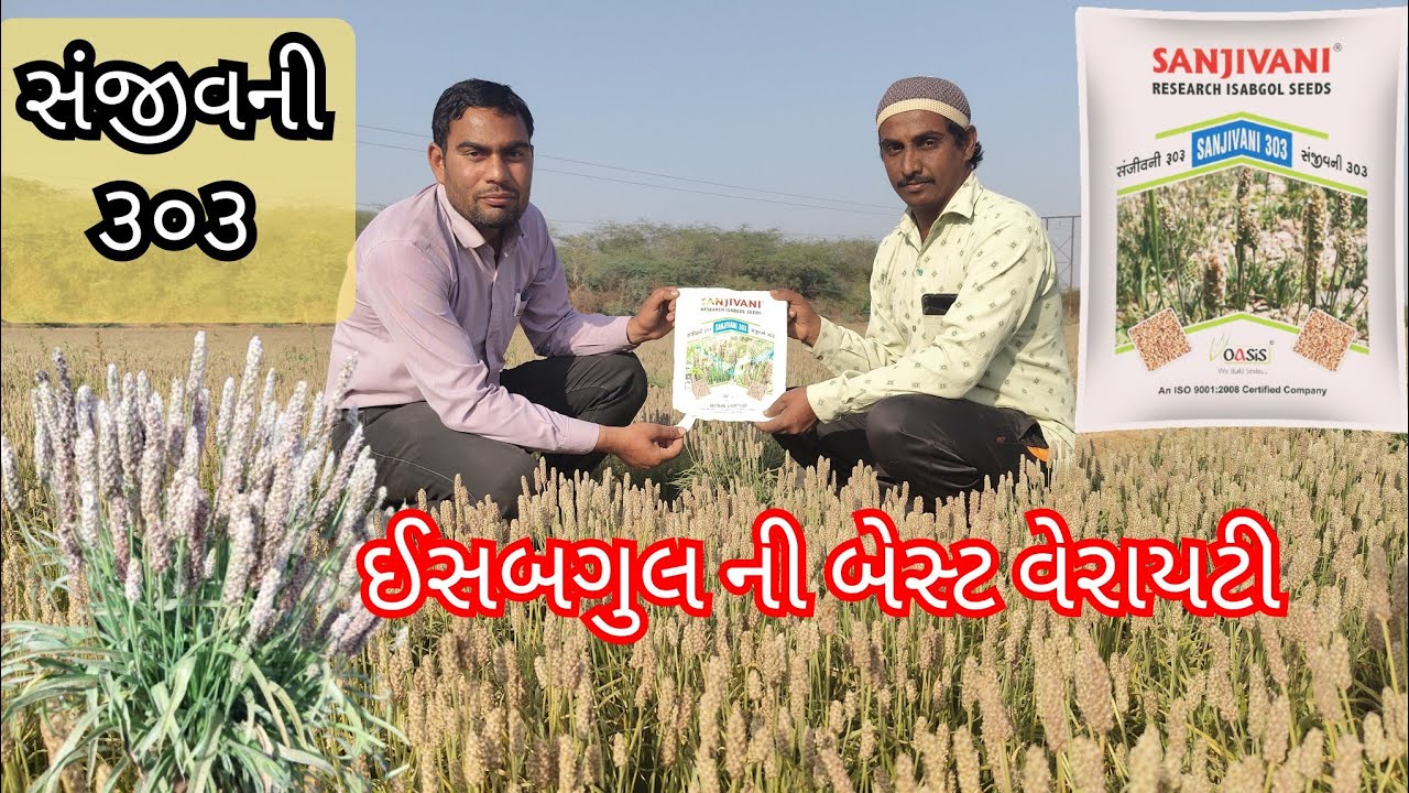 ઈસબગુલ ની બેસ્ટ વેરાયટી સંજીવની-૩૦૩ 