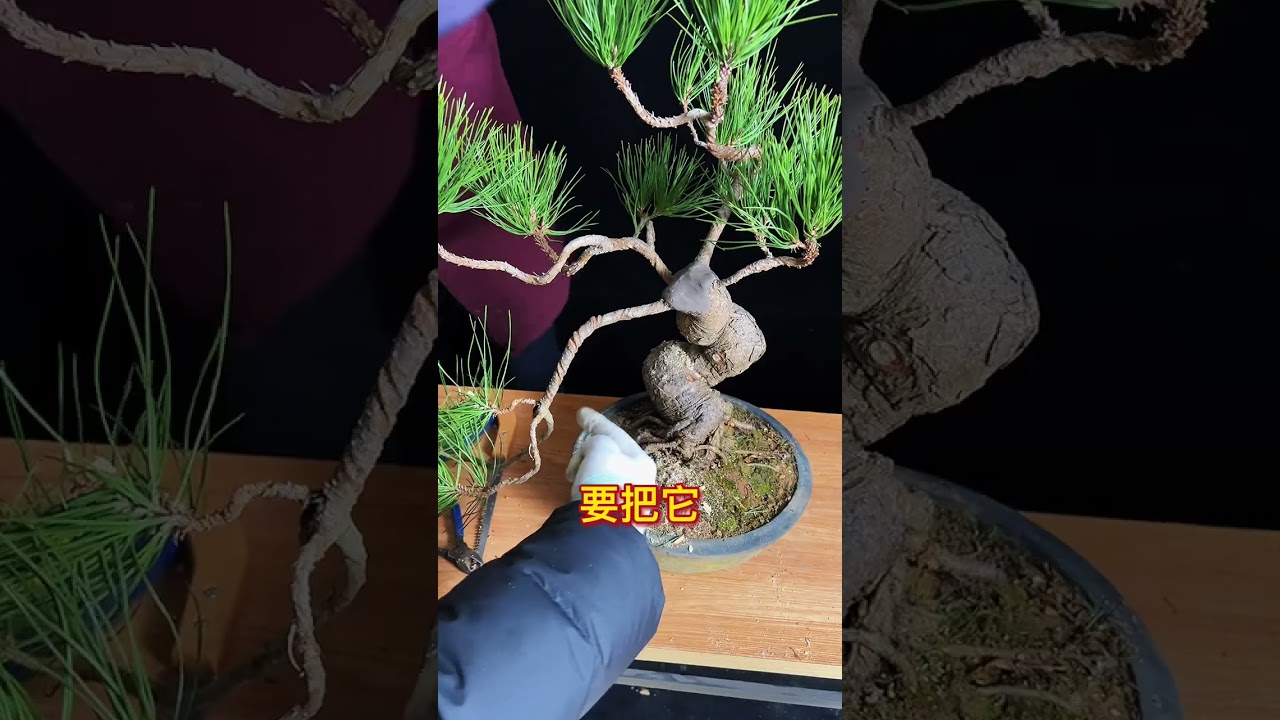 市场上很普通的商品黑松如何改作成一颗黑松盆景？垂枝式盆景如何制作？