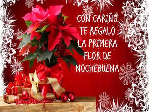 Te regalo la primera flor de Nochebuena? - YouTube