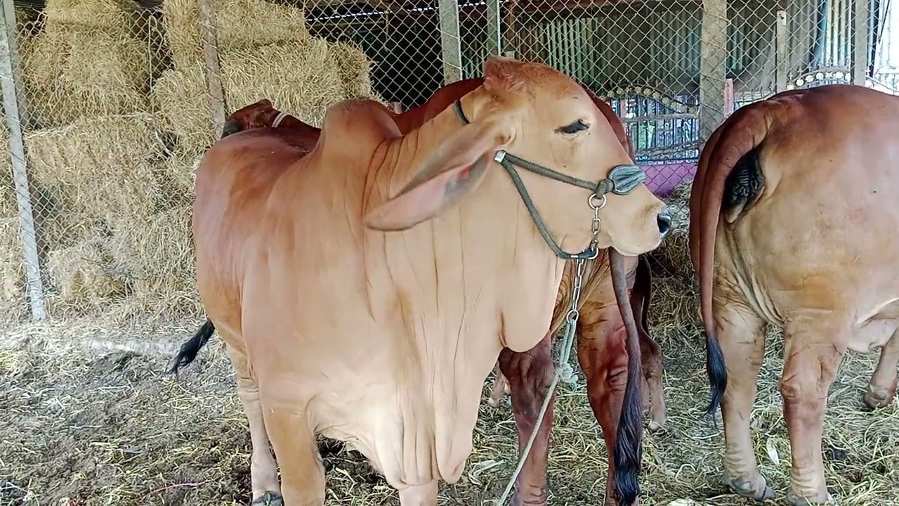 พาดูวัวงามกาฬสินธุ์   สอบถาม0936918796