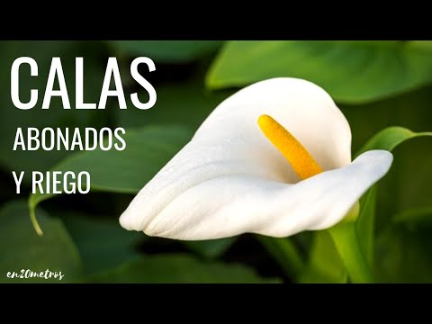 Video: Aprenda a cultivar y cuidar las flores de lirio de cala