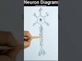 Neuron Diagram Easy Shorts Neuron Neurondiagram 