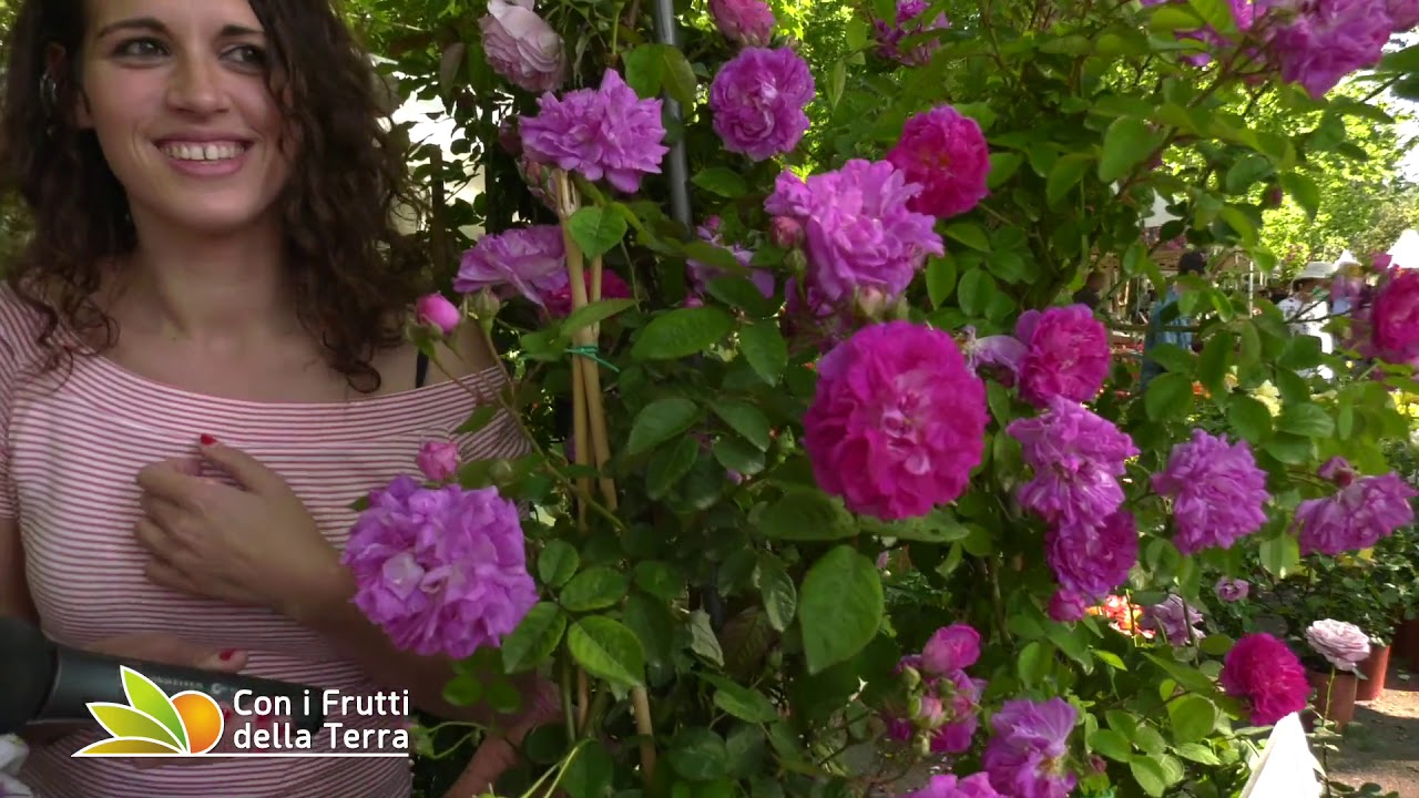 Puntata del 19/5/19 – 4° parte – Rose antiche e peonie a Giardini & Terrazzi