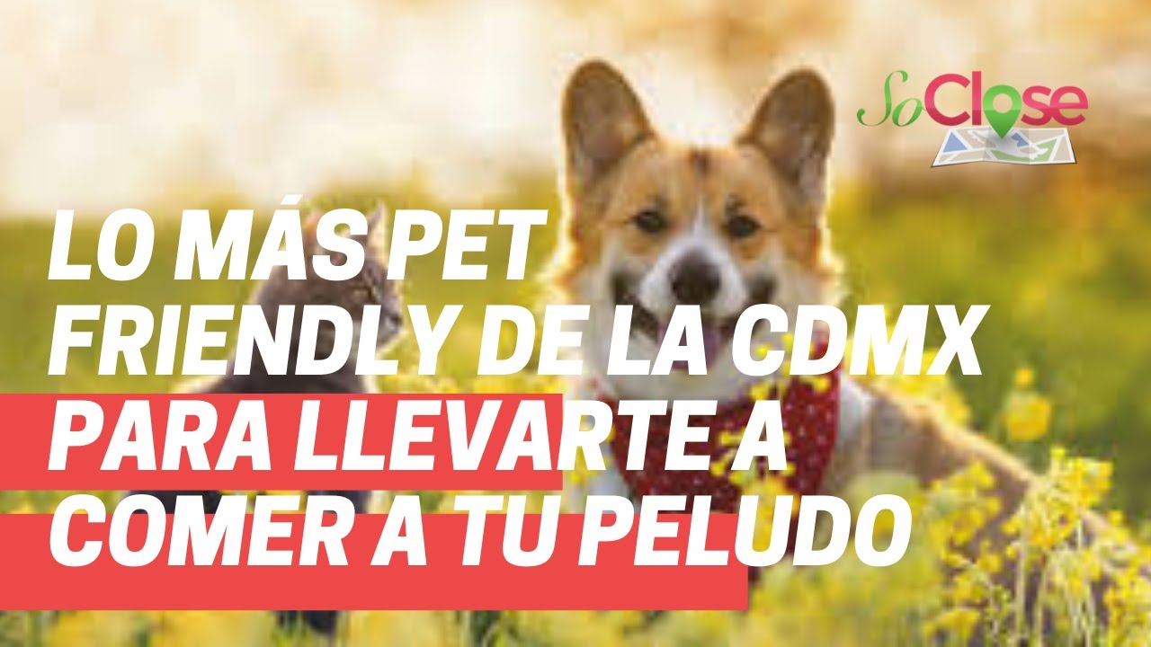 Lo más pet friendly de la CDMX para llevarte a comer a tu peludo