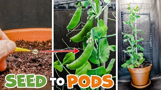Growing Sweet Snap Pea Time Lapse  Seed To Pod (60 Days)