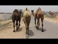 Big Heavy Camels || Black/White Camels || Camel Rates || Ount Mandi Karachi || Mandi Videos