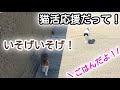 【猫活応援】猫活応援に猛ダッシュ！！姫島へ猫活応援をお届けしました！