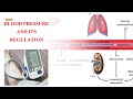 Blood Pressure and its Regulation Part-2 (Renin Angiotensin system)