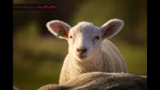 Conductingparameter Polyphonic hvfqoxblwt