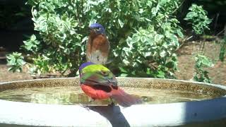 Birds at the Birdbath, Spring of 2024