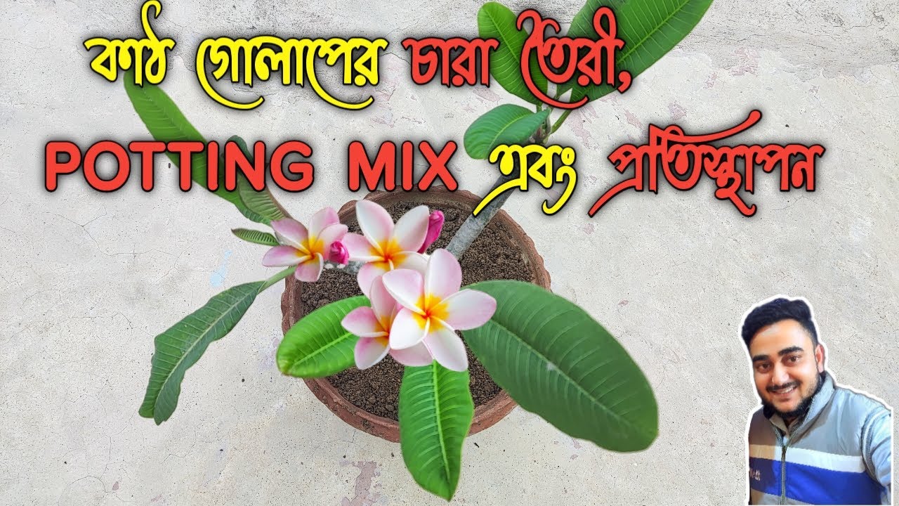 কাঠগোলাপের চারা তৈরী , Potting mix এবং প্রতিস্থাপন // Soil Preparation