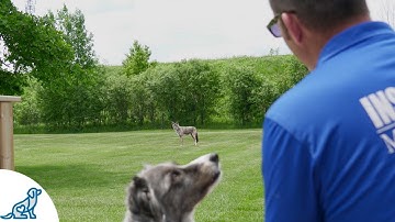 How To Haze A Coyote- When You