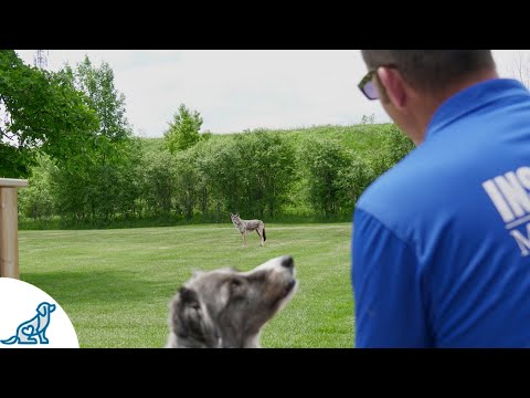 Video: 11 Kändisar som bestämde sig för att anta, inte handla