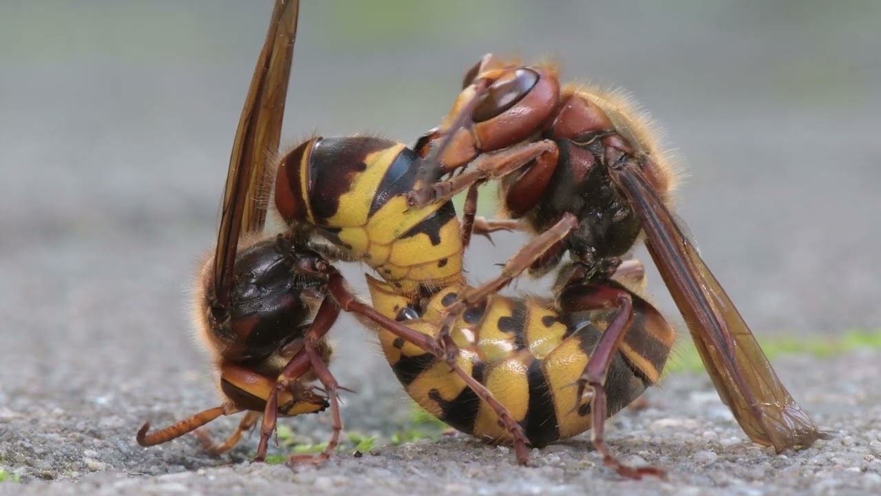 Hornissenpaarung 2