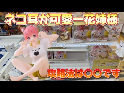 【クレーンゲーム】コロコロ暴れて取りずらい？ 末広＆橋渡し取り比べ攻略 五等分の花嫁∬ Desktop Cute フィギュア 中野一花～描き下ろしCat room wear ver.～