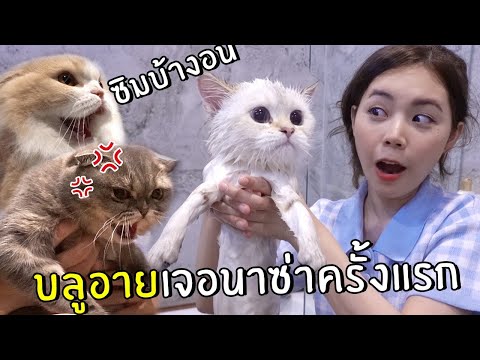 วีดีโอ: From The Vet: 3 สิ่งที่นักมวยทุกคนควรรู้