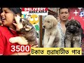 Dog market in guwahati 3500   breed 