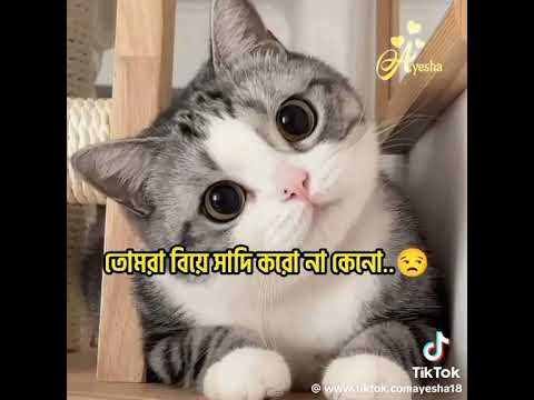 Biya Koren Na Kn November 21 2025