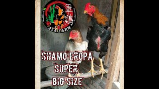 REVIEW AYAM SHAMO EROPA SUPER !!! KAMU HARUS TAU