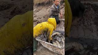 Girl Catching Big Carp Fish In Mud Pond
