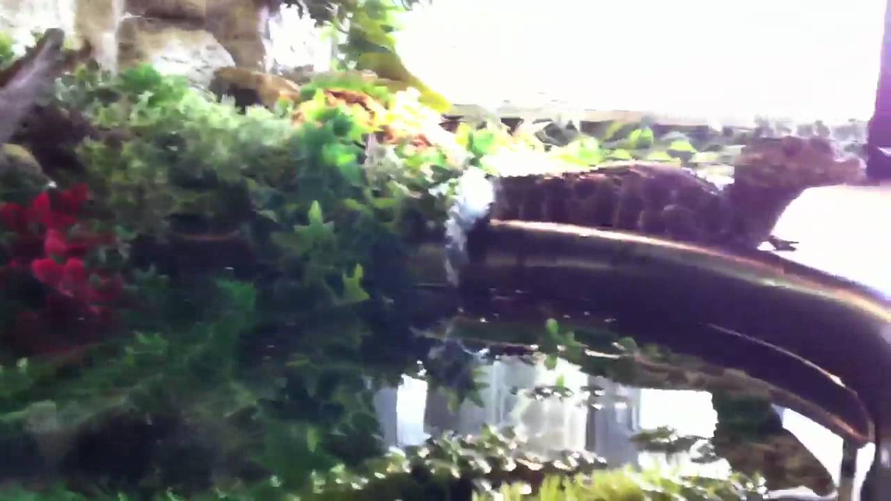 New filterpomp caimans setup