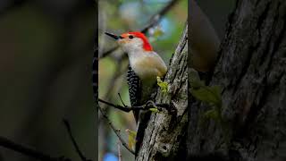 Red Bellied Woodpecker Has BIG Opinions About the Backyard Buffet