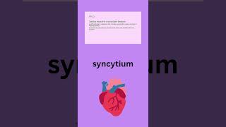 cardiac muscle is syncytium