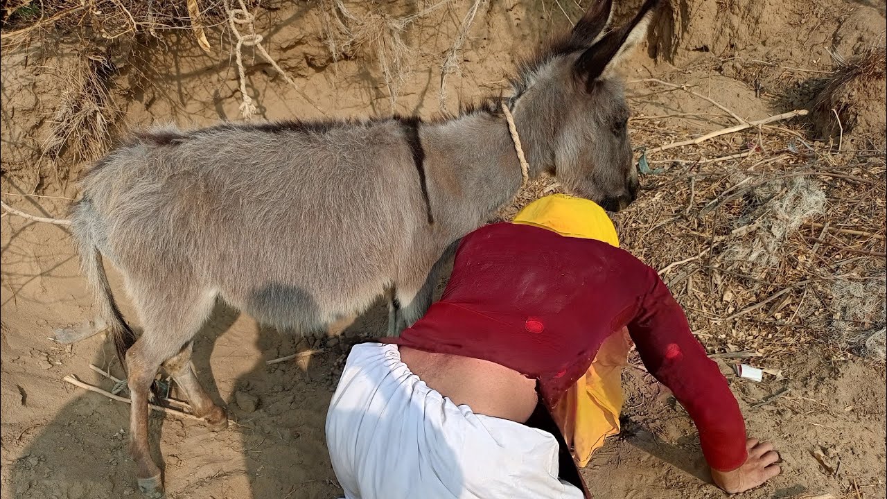 My funny 😂🤣 donkey video 