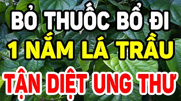 Lấy LÁ Trầu Không Nấu Nước Uống Thế Này 9 BỆNH KHỎI NGAY, CỰC TỐT CHO SỨC KHỎE