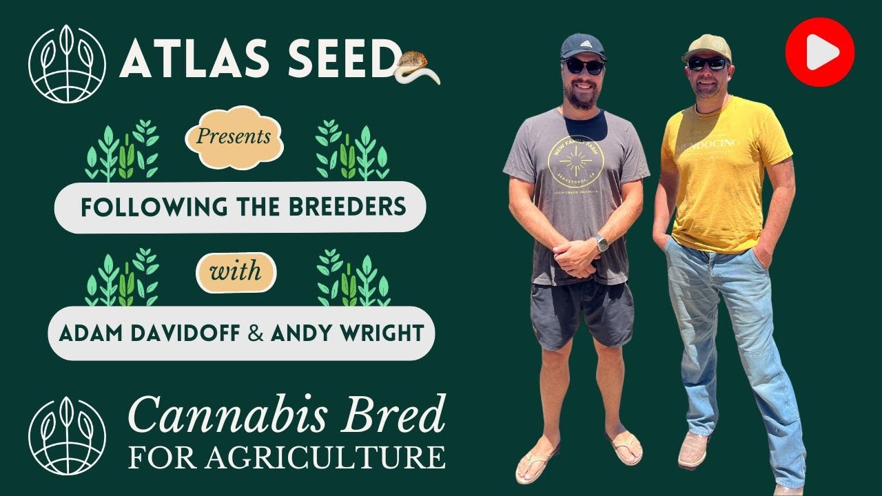 Following the Breeders - Large Scale Cannabis Field Walk with Andy and Adam -Atlas Breeding Process