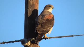 White-Tailed Hawk 2014-11-26