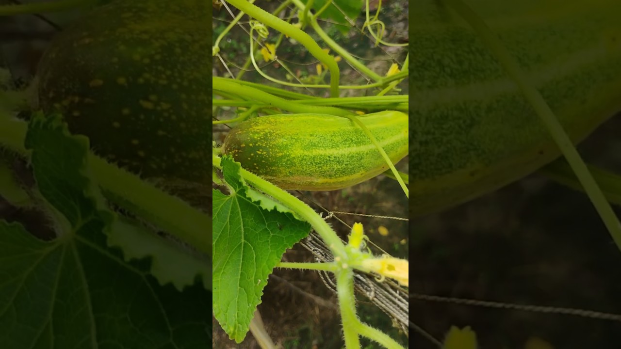 Healthy cucumber 🥒🥒