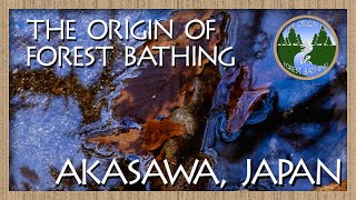 3 min. Virtual Forest Bathing in The Origin of Forest Bathing - Japan