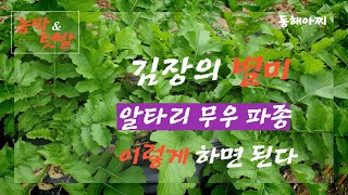 김장의 별미 알타리 김치,  알타리무우 파종 시기와 방법. The timing and method of sowing Altarimou, a delicacy of kimchi.