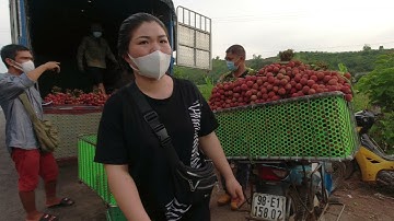 vải thiều chợ chiều 23/6 tại phong vân lục ngạn BG