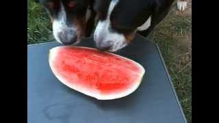 Mr. Big and Maverick  First Watermelon