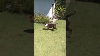 Brincando Com Mangueira De Água Com Cachorro