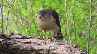 Cooper's hawk with prey by Saudi Birding 35 views 1 year ago 36 seconds