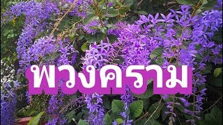 พวงคราม