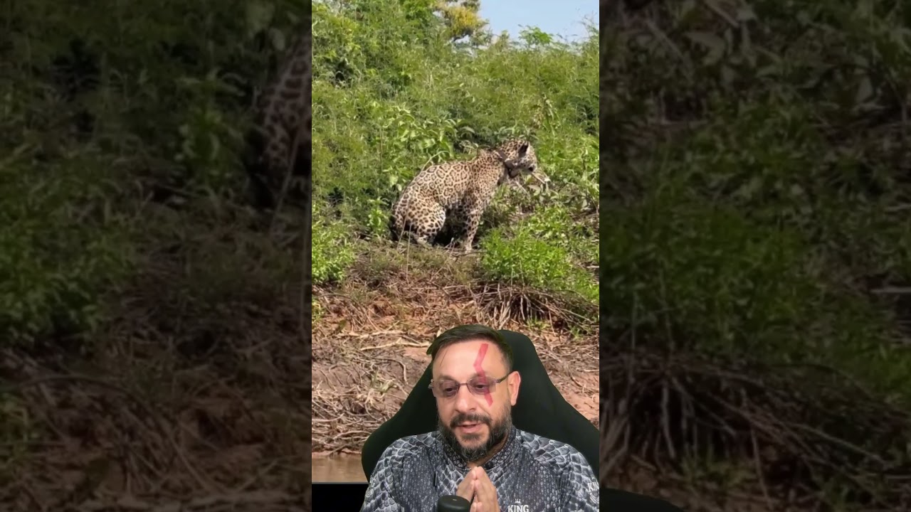 Mais detalhes da on&ccedil;a-pintada Ousado #biologohenrique #animais #bichoesperto #biologo