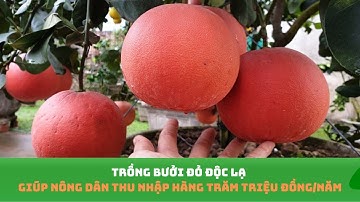 Trồng bưởi đỏ độc lạ giúp nông dân thu nhập hàng trăm triệu đồng/năm