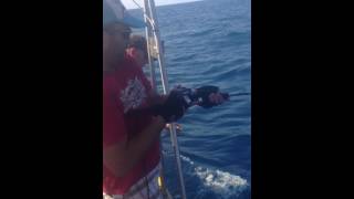 מאיר פחימה עם האינטיאס השני של אותו יום amberjack